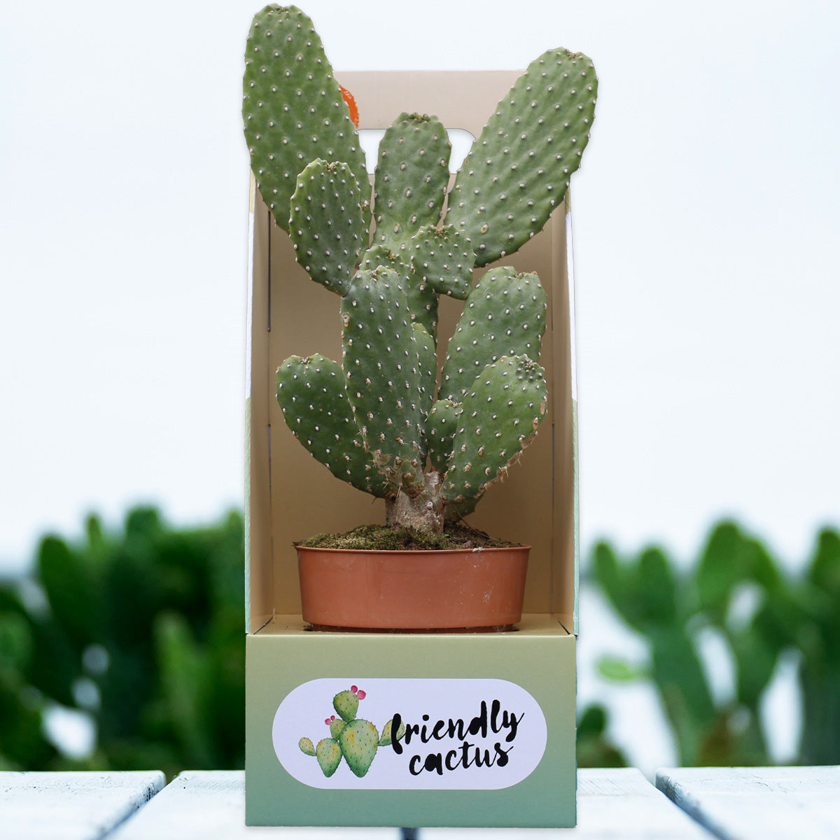Friendly Cactus | Árbbùru