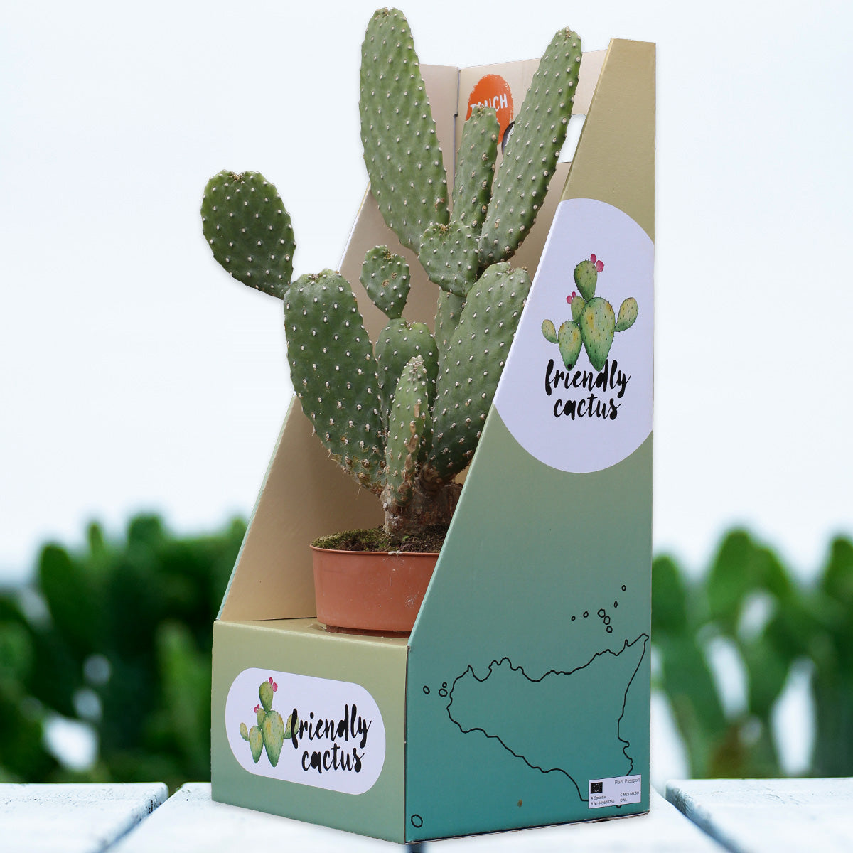 Friendly Cactus | Árbbùru