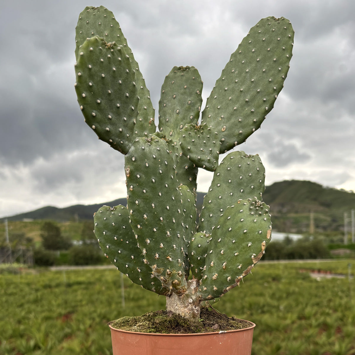Friendly Cactus | Árbbùru