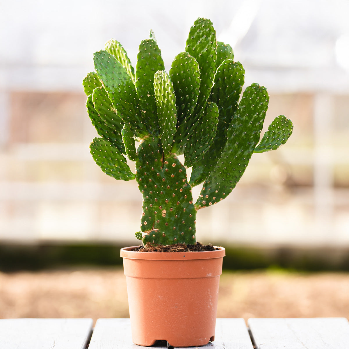 Friendly Cactus | Andrea Medium