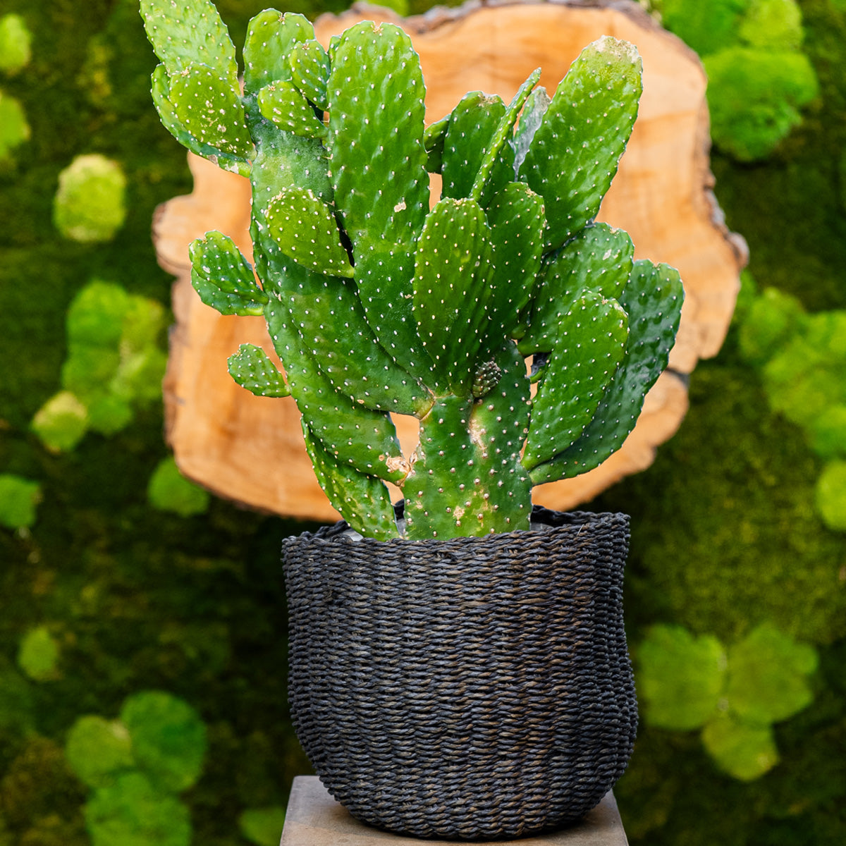 Friendly Cactus | Andrea Medium