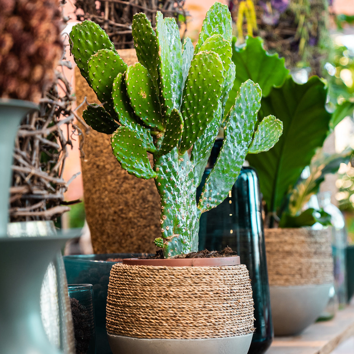 Friendly Cactus | Andrea Medium