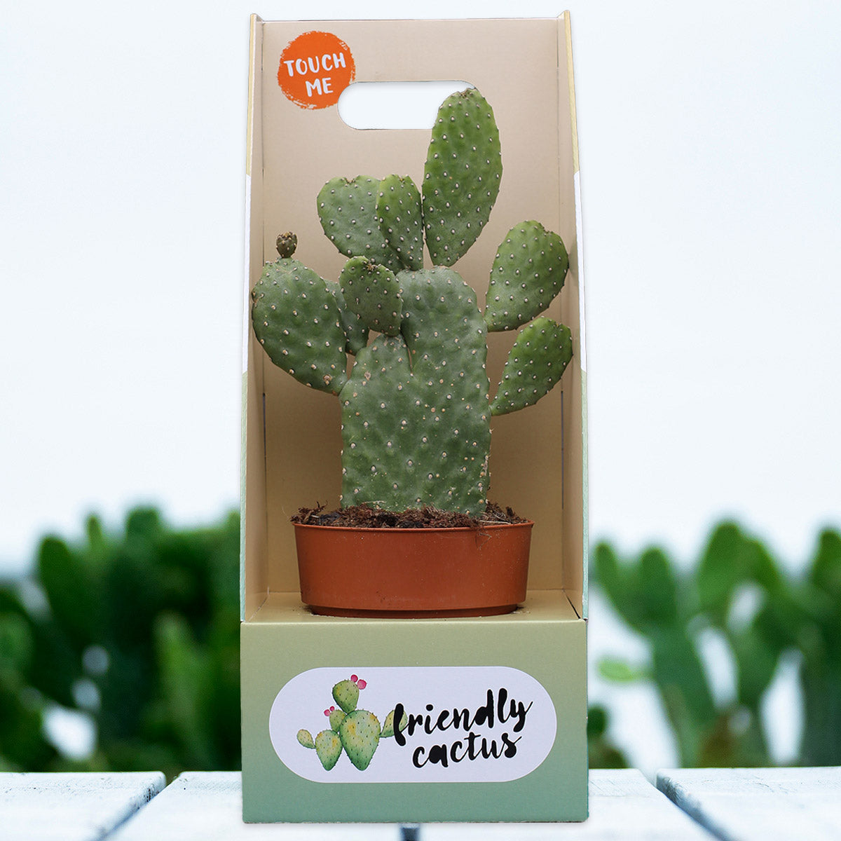 Friendly Cactus | Andrea Small