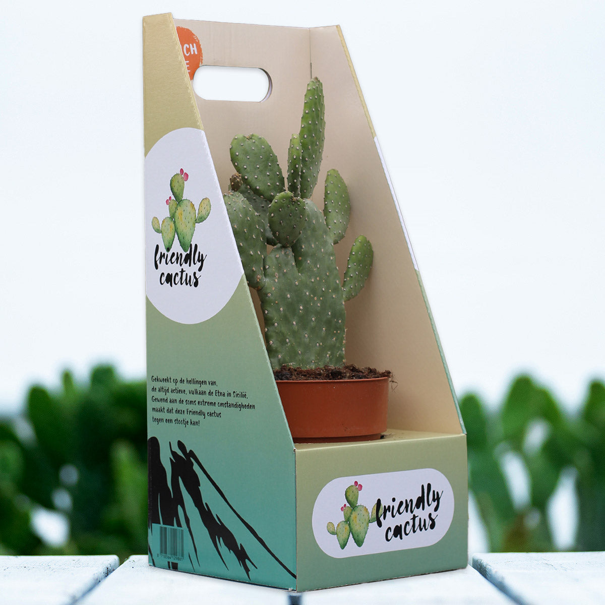 Friendly Cactus | Andrea Small