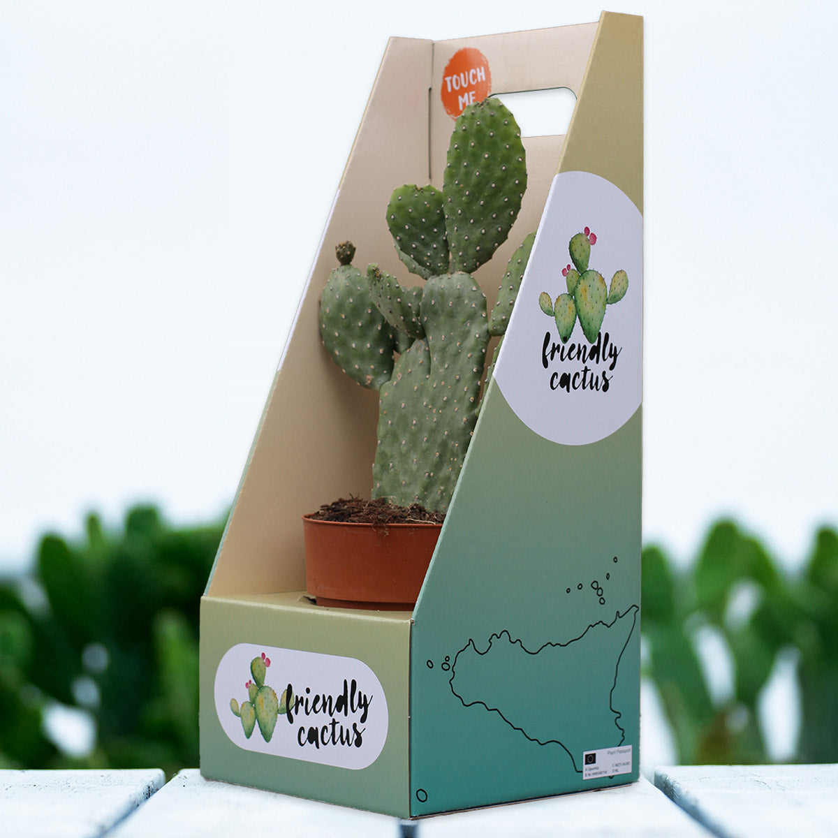 Friendly Cactus | Andrea Small
