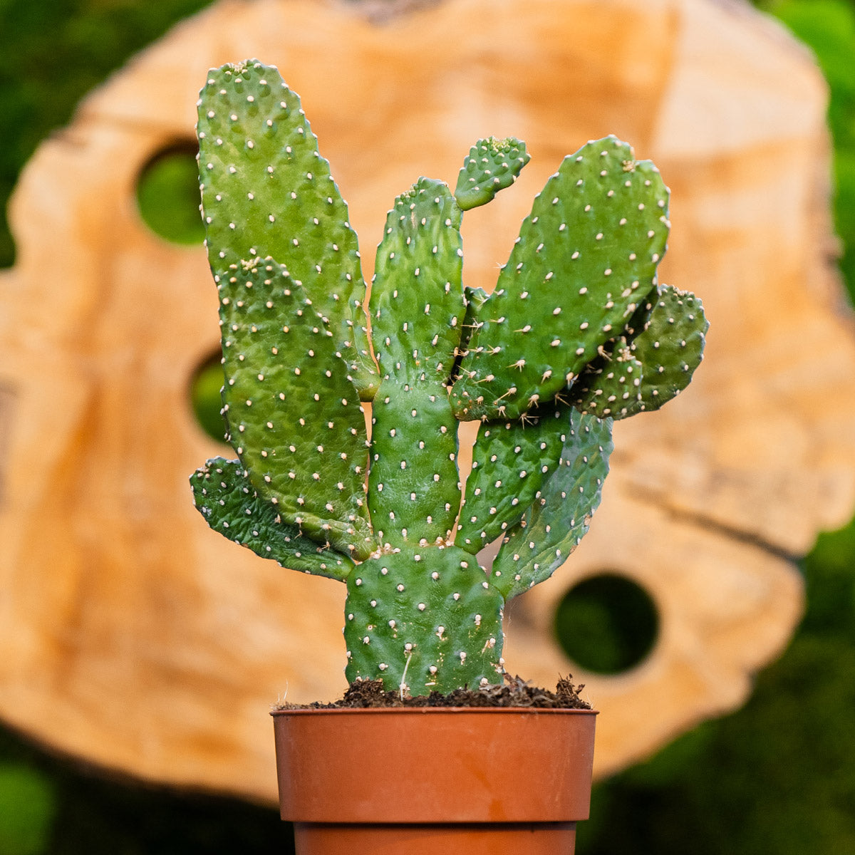Friendly Cactus | Andrea Small