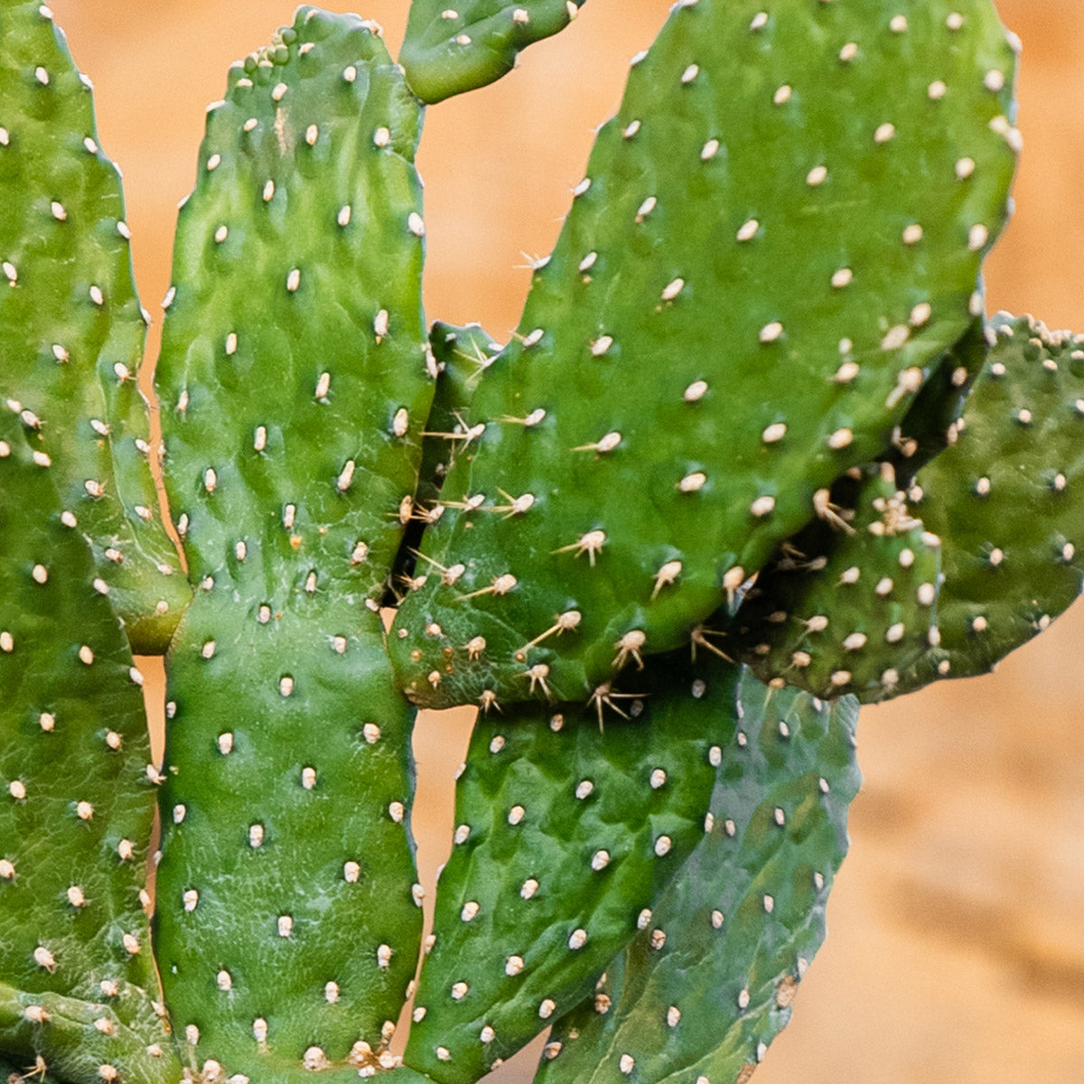 Friendly Cactus | Andrea Small