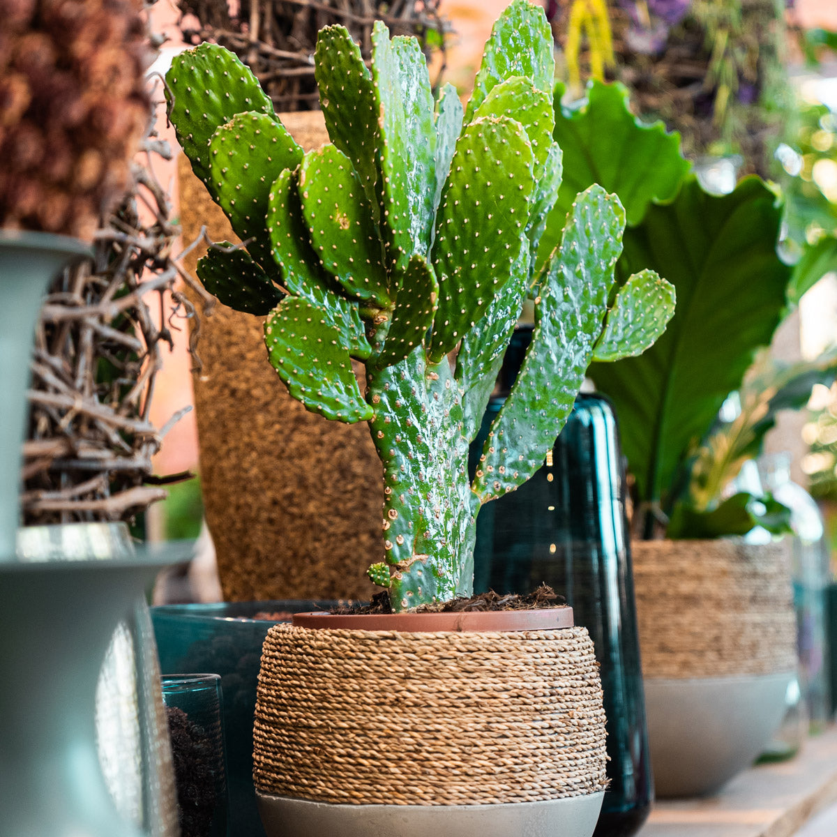 Friendly Cactus | Andrea Small