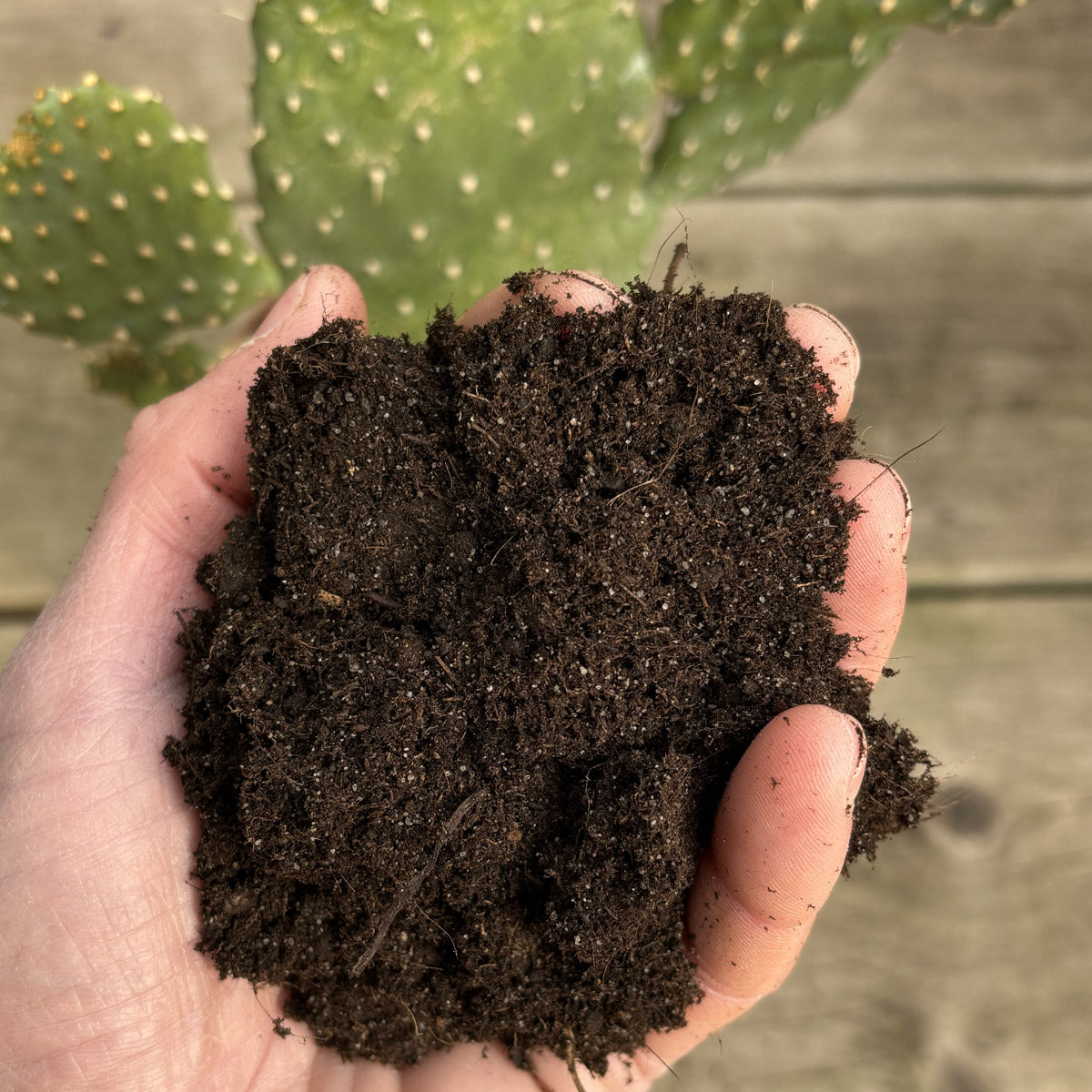 Friendly Cactus Groeipakket