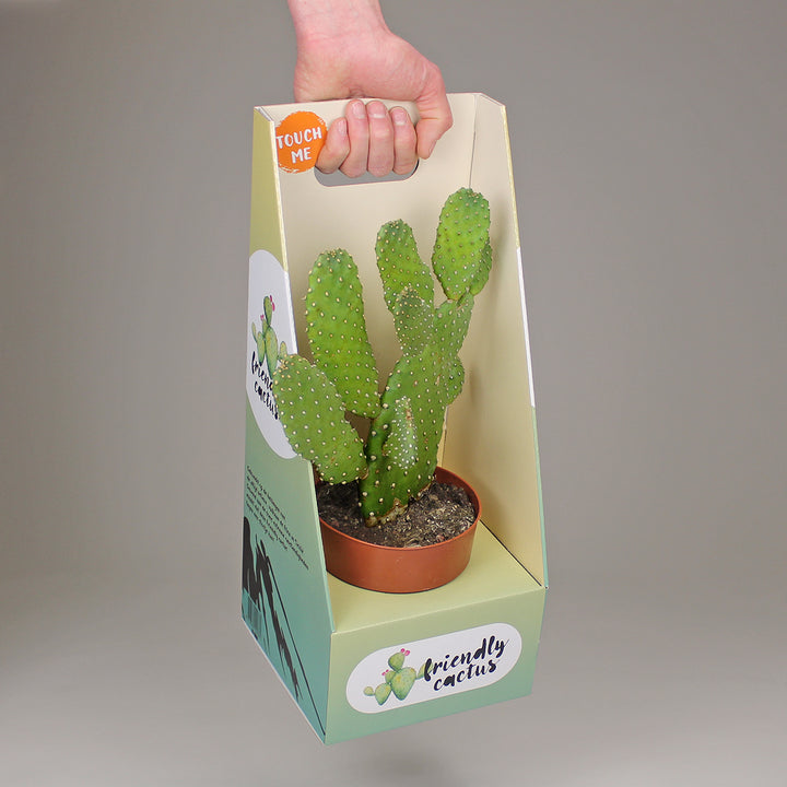 Friendly Cactus | Andrea Small