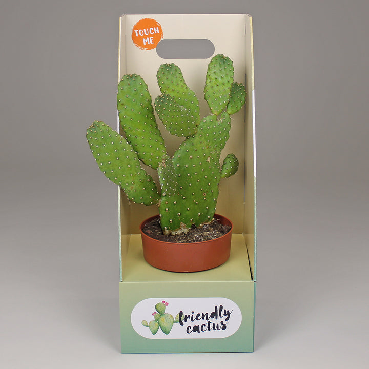 Friendly Cactus | Andrea Small