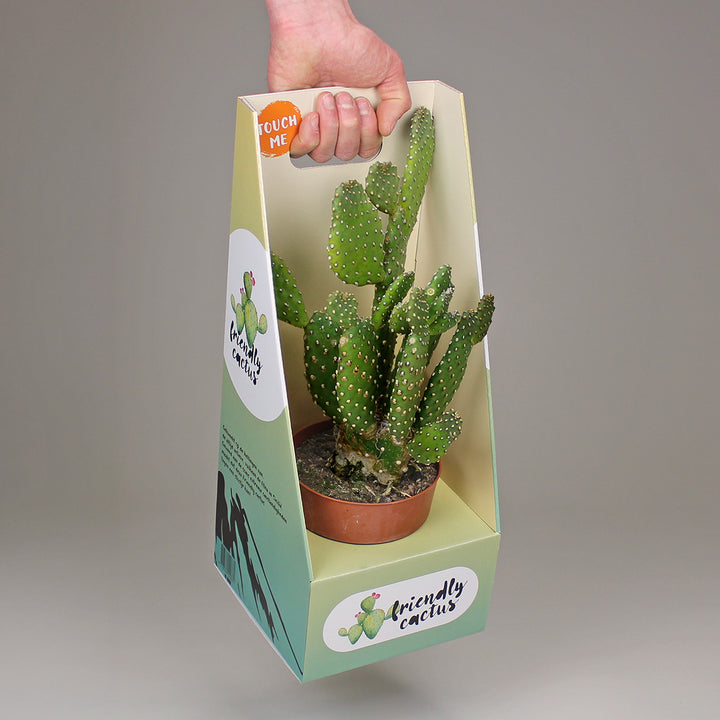 Friendly Cactus | Árbbùru