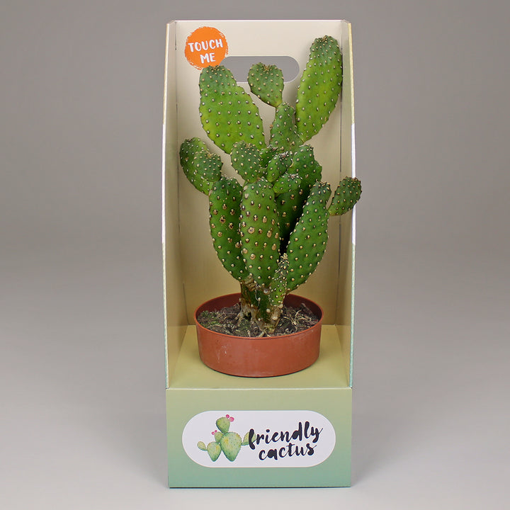 Friendly Cactus | Árbbùru